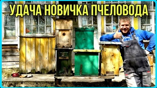 Роеловство 2023. Собрал, установил ловушки - через неделю поймал три роя! Думал я!... #хочувдеревню
