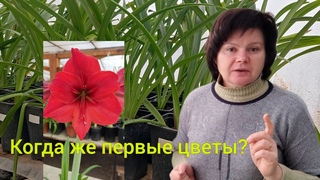 Сколько нужно времени от семени до цветения у сеянцев Гиппеаструмов